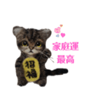 羊毛にゃんこだニャン（個別スタンプ：2）