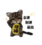 羊毛にゃんこだニャン（個別スタンプ：4）
