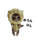 羊毛にゃんこだニャン（個別スタンプ：8）