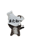 羊毛にゃんこだニャン（個別スタンプ：20）