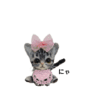羊毛にゃんこだニャン（個別スタンプ：21）