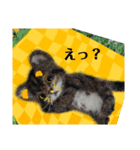 羊毛にゃんこだニャン（個別スタンプ：24）