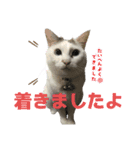タマの日常挨拶使えるスタンプ2（個別スタンプ：3）