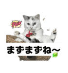 タマの日常挨拶使えるスタンプ2（個別スタンプ：5）