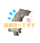 タマの日常挨拶使えるスタンプ2（個別スタンプ：10）