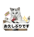 タマの日常挨拶使えるスタンプ2（個別スタンプ：11）