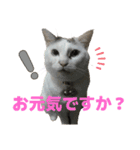 タマの日常挨拶使えるスタンプ2（個別スタンプ：13）