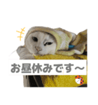 タマの日常挨拶使えるスタンプ2（個別スタンプ：14）