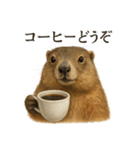 【癒し】リアルすぎるマーモットカフェ（個別スタンプ：1）