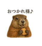 【癒し】リアルすぎるマーモットカフェ（個別スタンプ：3）