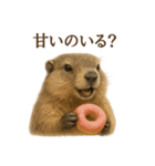 【癒し】リアルすぎるマーモットカフェ（個別スタンプ：11）