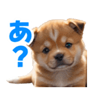 可愛く煽る柴犬☆茶色（個別スタンプ：1）