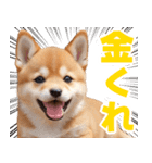 可愛く煽る柴犬☆茶色（個別スタンプ：3）