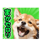 可愛く煽る柴犬☆茶色（個別スタンプ：4）