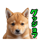 可愛く煽る柴犬☆茶色（個別スタンプ：6）