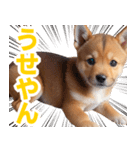 可愛く煽る柴犬☆茶色（個別スタンプ：8）