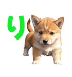 可愛く煽る柴犬☆茶色（個別スタンプ：9）