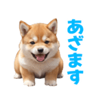 可愛く煽る柴犬☆茶色（個別スタンプ：10）