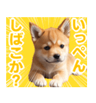 可愛く煽る柴犬☆茶色（個別スタンプ：12）