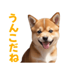 可愛く煽る柴犬☆茶色（個別スタンプ：13）