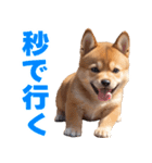 可愛く煽る柴犬☆茶色（個別スタンプ：15）