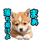 可愛く煽る柴犬☆茶色（個別スタンプ：17）