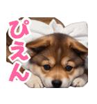可愛く煽る柴犬☆茶色（個別スタンプ：19）