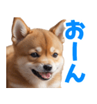 可愛く煽る柴犬☆茶色（個別スタンプ：20）