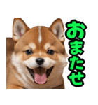 可愛く煽る柴犬☆茶色（個別スタンプ：21）