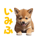 可愛く煽る柴犬☆茶色（個別スタンプ：23）