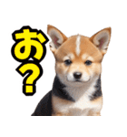 可愛く煽る柴犬☆茶色（個別スタンプ：24）