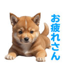 可愛く煽る柴犬☆茶色（個別スタンプ：25）