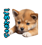 可愛く煽る柴犬☆茶色（個別スタンプ：26）