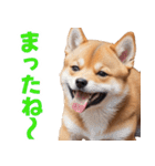 可愛く煽る柴犬☆茶色（個別スタンプ：30）