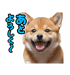 可愛く煽る柴犬☆茶色（個別スタンプ：32）