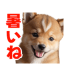 可愛く煽る柴犬☆茶色（個別スタンプ：33）