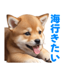 可愛く煽る柴犬☆茶色（個別スタンプ：34）