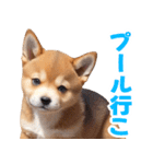可愛く煽る柴犬☆茶色（個別スタンプ：36）