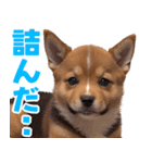 可愛く煽る柴犬☆茶色（個別スタンプ：37）