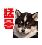 可愛く煽る柴犬☆茶色（個別スタンプ：38）