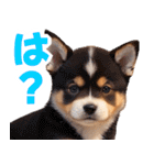 可愛く煽る柴犬☆茶色（個別スタンプ：40）