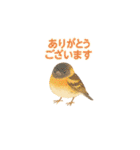 ことりすたんぷ · 言葉だより（個別スタンプ：28）