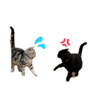 まりゅ！！（個別スタンプ：5）
