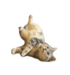 まりゅ！！（個別スタンプ：7）
