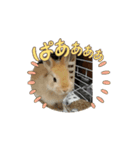 ネザーランドドワーフのもぐもぐスタンプ（個別スタンプ：6）