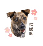 野犬の子カノア-日常で使える定番スタンプ-（個別スタンプ：1）