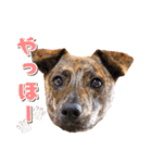 野犬の子カノア-日常で使える定番スタンプ-（個別スタンプ：2）