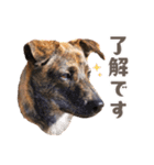 野犬の子カノア-日常で使える定番スタンプ-（個別スタンプ：3）