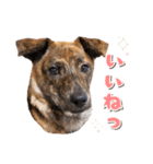 野犬の子カノア-日常で使える定番スタンプ-（個別スタンプ：5）