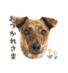 野犬の子カノア-日常で使える定番スタンプ-（個別スタンプ：9）